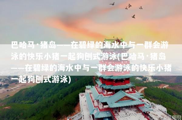 巴哈马·猪岛——在碧绿的海水中与一群会游泳的快乐小猪一起狗刨式游泳(巴哈马·猪岛——在碧绿的海水中与一群会游泳的快乐小猪一起狗刨式游泳)